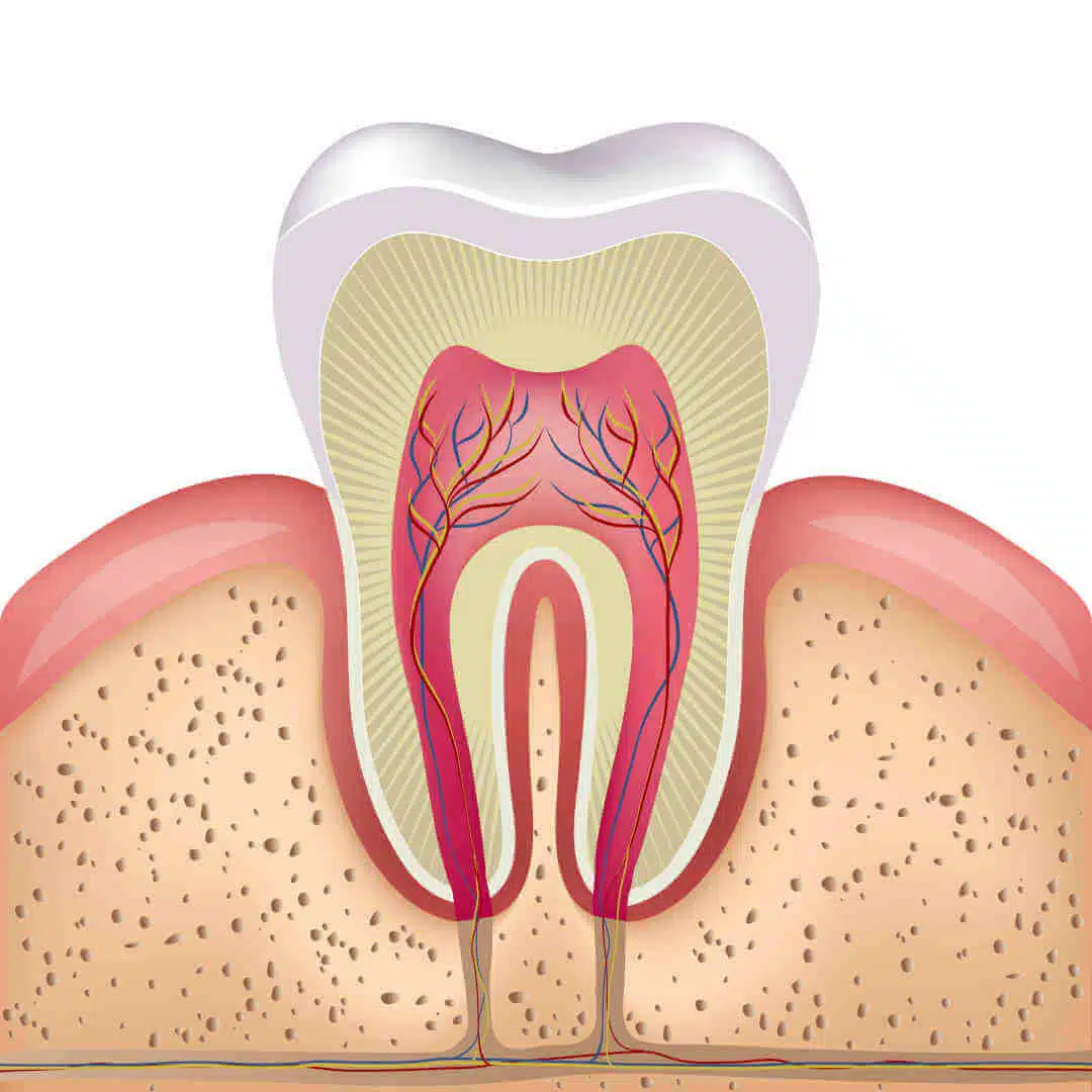 Zahnhalteapparat: Parodontium Aufbau - Zahnarztbehandlung - Fair Doctors Zahnarzt NRW
